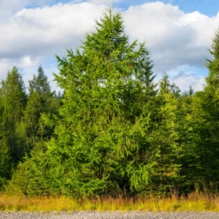 Europäische Lärche - Goldgelb im Herbst