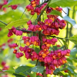 Europäische Pfaffenhütchen - Rosa Herbstzauber im Garten
