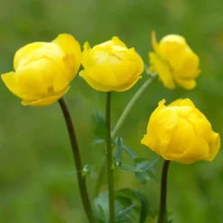 Europäische Trollblume - Sonnengelb für feuchte Ecken