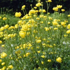 Europäische Trollblume - Sonnengelb für feuchte Ecken