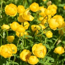 Europäische Trollblume - Sonnengelb für feuchte Ecken