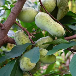 ??? - Exotik direkt aus dem Garten