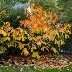 ??? - Exotik direkt aus dem Garten