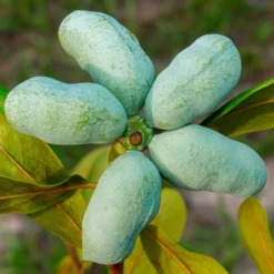 ??? - Exotik direkt aus dem Garten