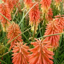 Fackelilie Redhot Popsicle - Feurige Farbe den ganzen Sommer