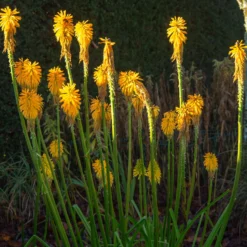 Fackellilie citrina - Gelbe Blütenfackeln im Sommer
