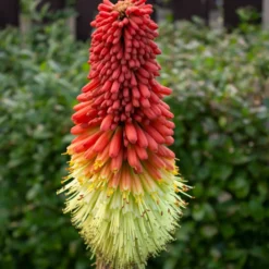 Fackellilie ‘Papaya Popsicle’ - Farbfeuer den ganzen Sommer