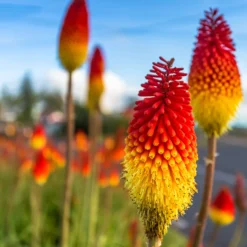Fackellilie Royal Standard - Feurige Farbe im Garten