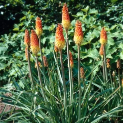 Fackellilie (x5) - Feurige Blüten den ganzen Sommer