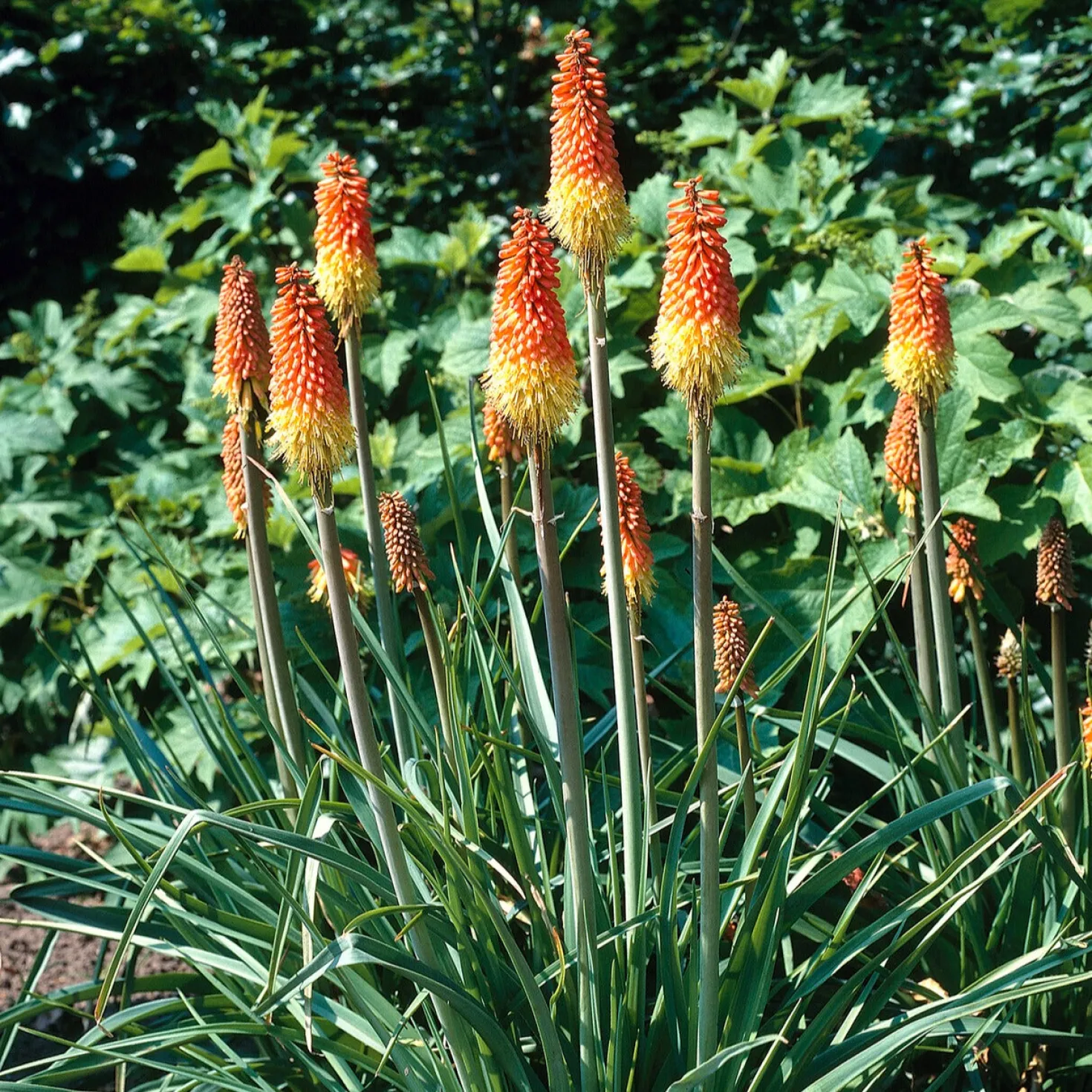 Fackellilie (x5) - Feurige Blüten den ganzen Sommer