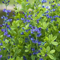 Falscher Indigo - Blaue Blüten ganz einfach