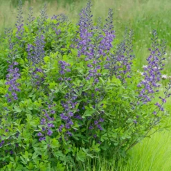 Falscher Indigo - Blaue Blüten ganz einfach