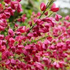 Farben Ginsterhecke weiß, rot und gelb (x3) - Farbenpracht in Gelb & Rot