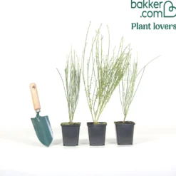 Farben Ginsterhecke weiß, rot und gelb (x3) - Farbenpracht in Gelb & Rot