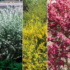 Farben Ginsterhecke weiß, rot und gelb (x3) - Farbenpracht in Gelb & Rot