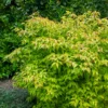 Fasanenstrauch Golden Lanterns - Goldlaub trifft Laternen