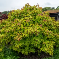 Fasanenstrauch Golden Lanterns - Goldlaub trifft Laternen