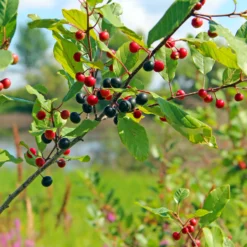 Faulbaum - Vogelmagnet für den Garten
