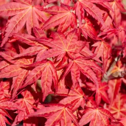 Fächerahorn 'Beni-maiko' - Leuchtend rotes Laub