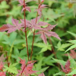 Fächerahorn 'Beni-maiko' - Leuchtend rotes Laub