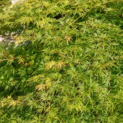 Fächerahorn 'Emerald Lace' - Filigranes Laub sofort