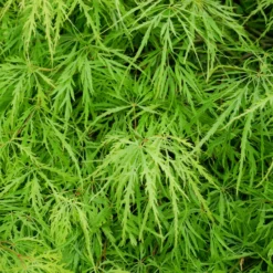 Fächerahorn 'Emerald Lace' - Filigranes Laub sofort