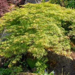Fächerahorn 'Emerald Lace' - Filigranes Laub sofort