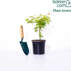 Fächerahorn 'Katsura' - Frühling in Orange
