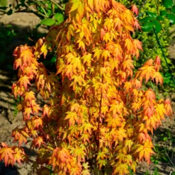 Fächerahorn 'Katsura' - Frühling in Orange