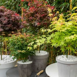 Fächerahorn Mischung 'Colorful Leaves' (x4) - Ahorn-Kollektion, farbenfrohes Laub
