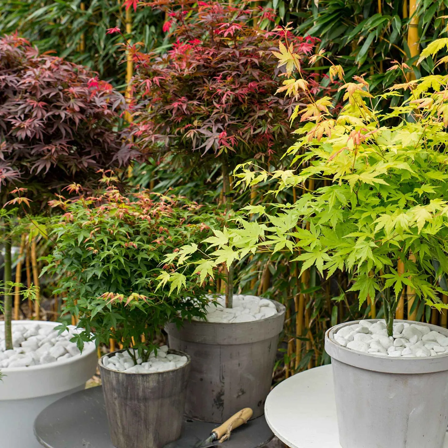 Fächerahorn Mischung 'Colorful Leaves' (x4) - Ahorn-Kollektion, farbenfrohes Laub