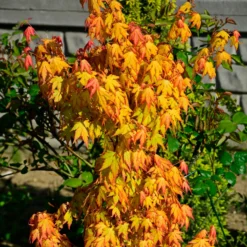 Fächerahorn 'Orange Dream' - Leuchtorange im Frühling