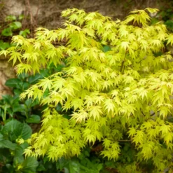 Fächerahorn 'Orange Dream' - Leuchtorange im Frühling
