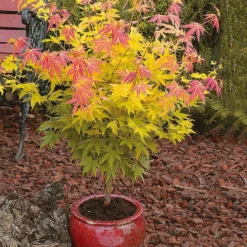 Fächerahorn 'Orange Dream' - Leuchtorange im Frühling