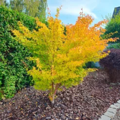 Fächerahorn 'Orange Dream' - Leuchtorange im Frühling
