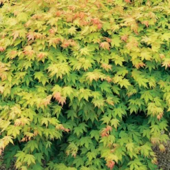 Fächerahorn 'Orange Dream' - Leuchtorange im Frühling