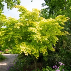 Fächerahorn 'Orange Dream' - Leuchtorange im Frühling