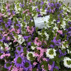 Fächerblumen gemischt (x3) - Blüten den ganzen Sommer