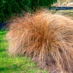 Federborstengras 'Herbstzauber' - Herbstzauber im Garten