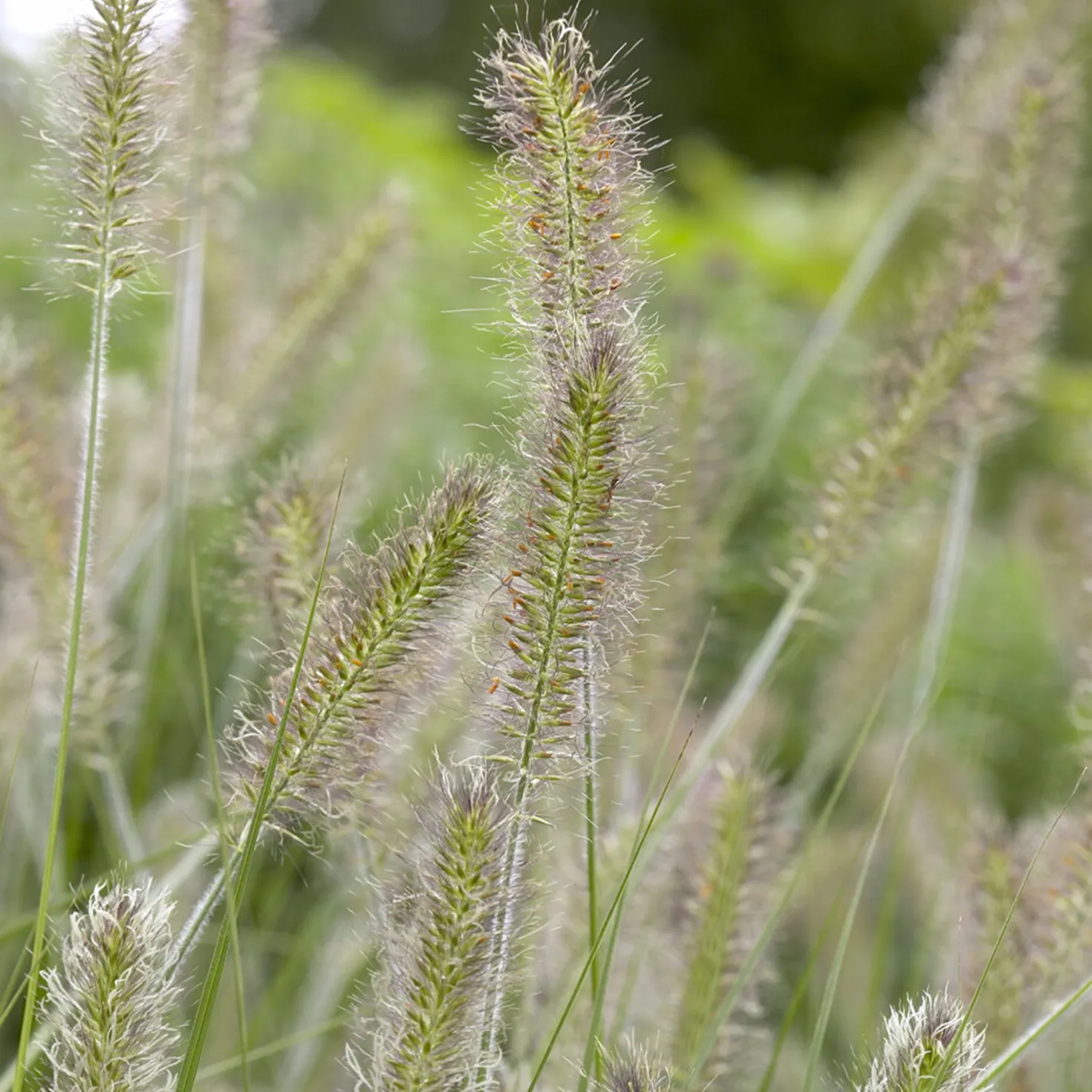 Federborstengras 'Herbstzauber' - Herbstzauber im Garten
