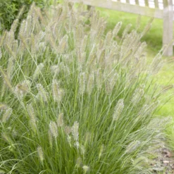 Federborstengras 'Herbstzauber' - Herbstzauber im Garten