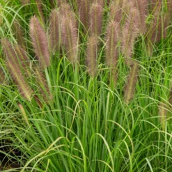 Federborstengras Japonicum - Sofort mehr Bewegung im Beet