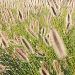Federborstengras Japonicum - Sofort mehr Bewegung im Beet