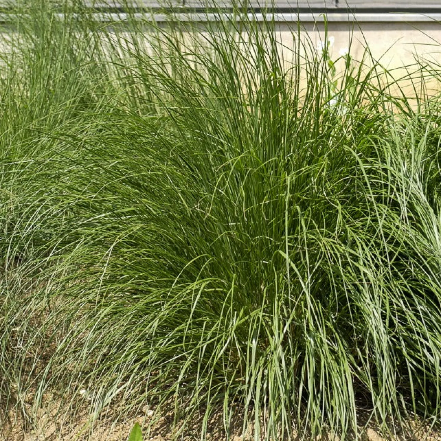 Federborstengras Japonicum - Sofort mehr Bewegung im Beet