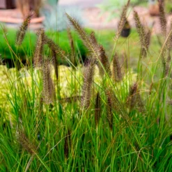 Federborstengras 'Moudry' - Dunkle Blüten, große Wirkung