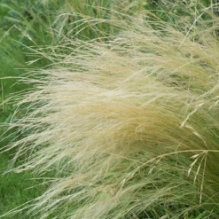 Federgras - Wind im Beet, ganz ohne Mühe