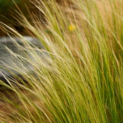 Federgras - Wind im Beet, ganz ohne Mühe