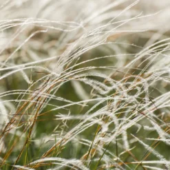 Federgras - Wind sichtbar gemacht