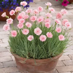 Federnelke 'Doris' (x3) - Duftende Blüten den ganzen Sommer