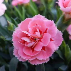 Federnelke 'Doris' (x3) - Duftende Blüten den ganzen Sommer